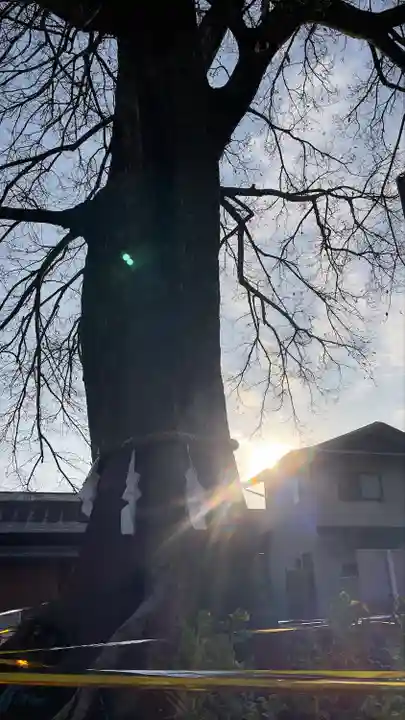 鎮守氷川神社のその他建物