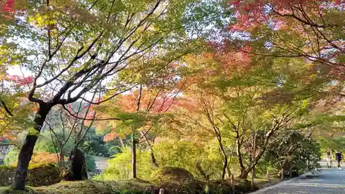 龍安寺の庭園