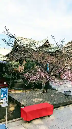桜神宮の自然