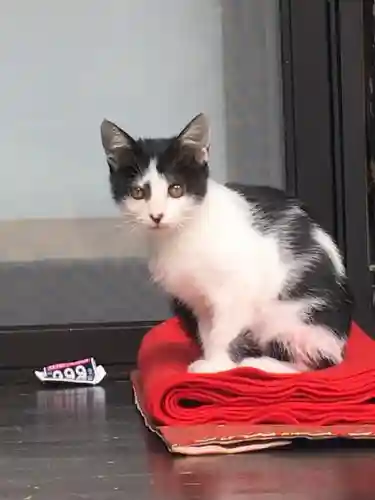 川見薬師寺の動物