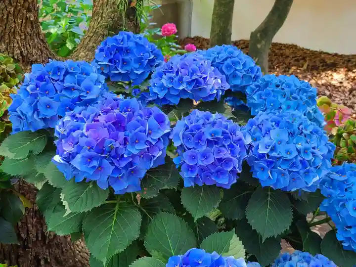 筥崎宮(福岡県)