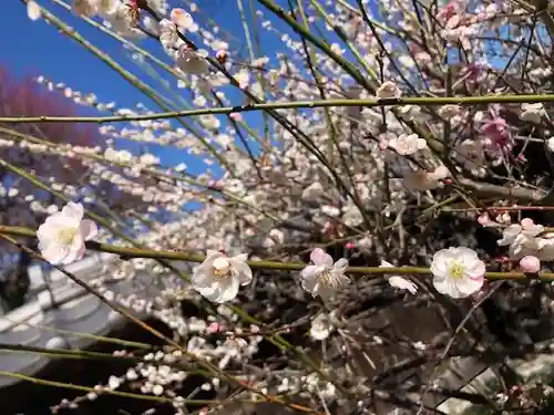 高麗神社の自然