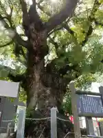 本戸馬場八幡宮(熊本県)