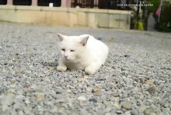 今戸神社(東京都)