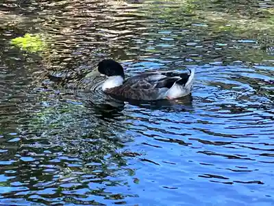 富士山本宮浅間大社(静岡県)
