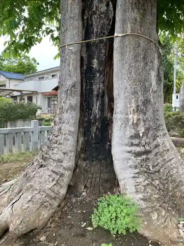 熊野神社(神奈川県)
