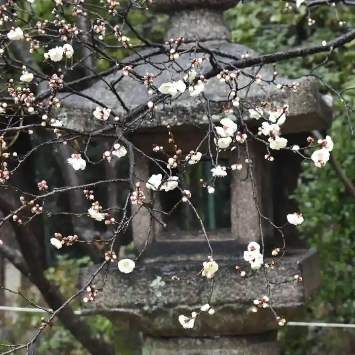 御香宮神社の自然