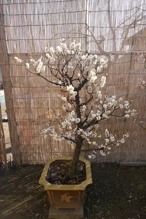 菅原天満宮(菅原神社)(奈良県)
