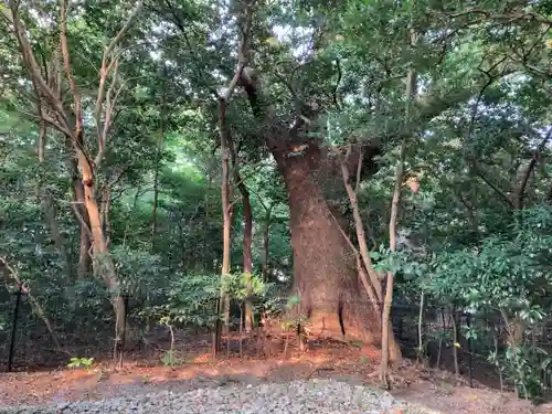月夜見宮（豊受大神宮別宮）の自然