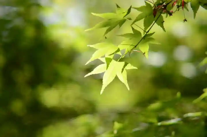 建仁寺(建仁禅寺)(京都府)