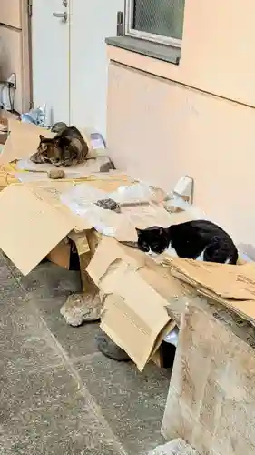 白金氷川神社の動物