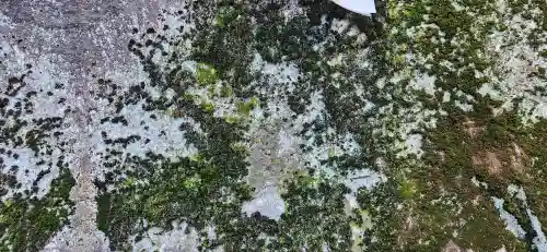 三ツ石神社の自然