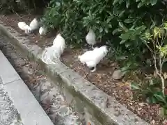 伊勢神宮内宮（皇大神宮）の動物