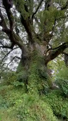 蒲生八幡神社(鹿児島県)