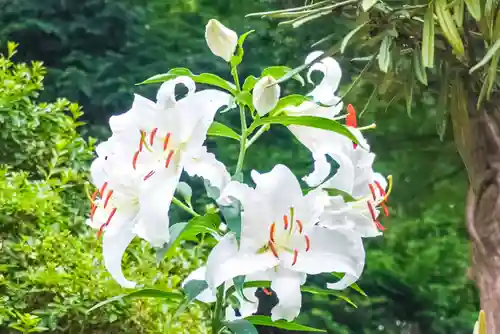 尻岸内八幡神社の自然