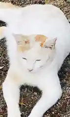 伊豆山神社の動物