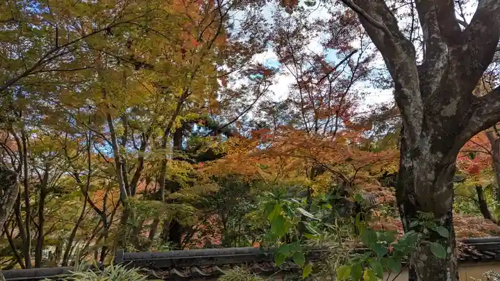 十輪寺(京都府)