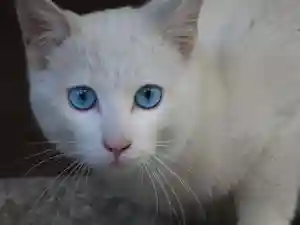 三輪神社の動物(2022年04月01日(金) 20時41分46秒投稿)