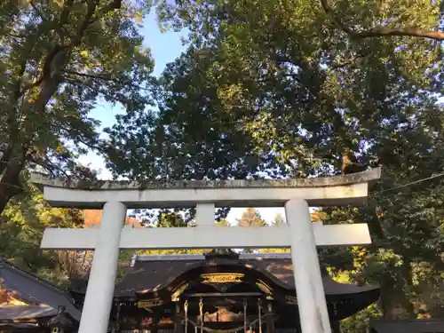 武田神社の鳥居