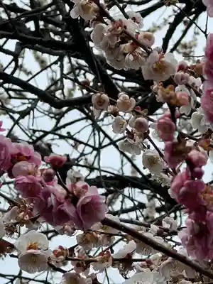 高麗神社の自然