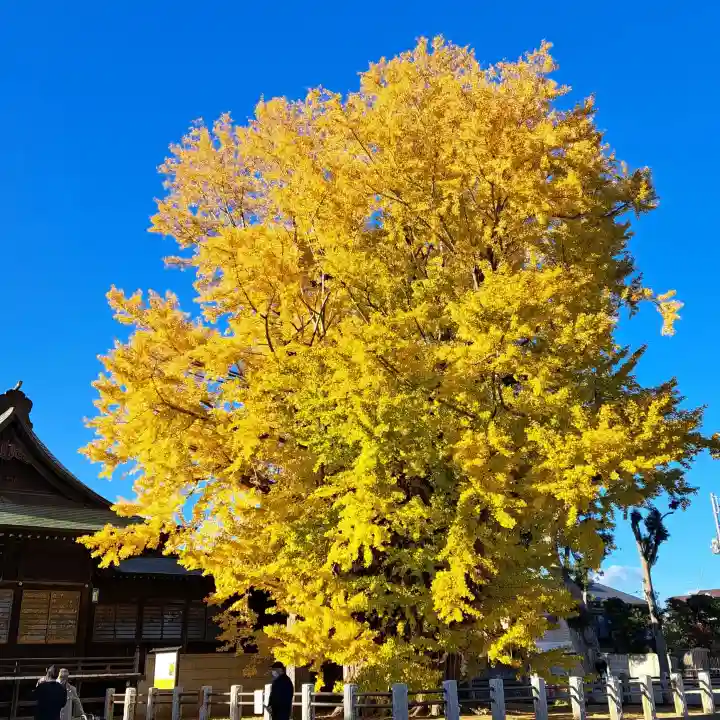 葛飾八幡宮(千葉県)