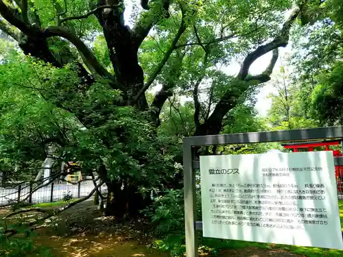 浜松八幡宮の自然