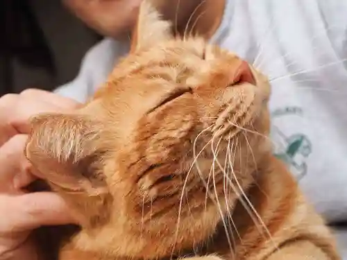 天王山 安楽寺(福井県)