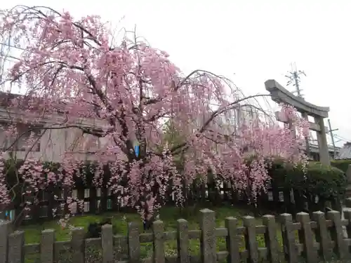 六孫王神社の自然