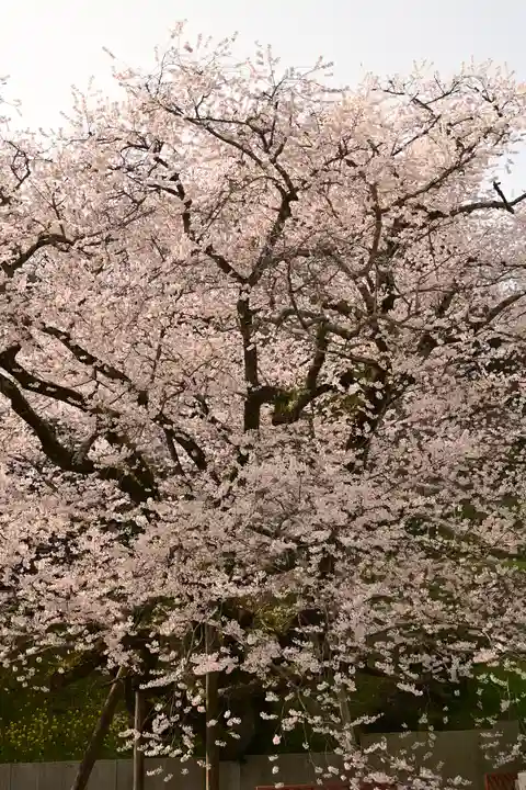 掌禅寺(愛媛県)