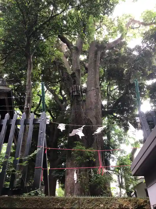 太子堂八幡神社の自然
