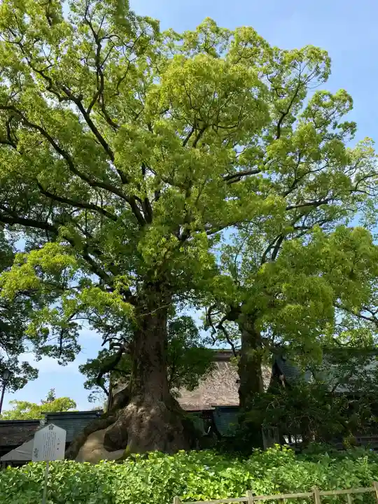 太宰府天満宮(福岡県)