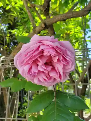 薬師寺　南蔵院 (東京都)