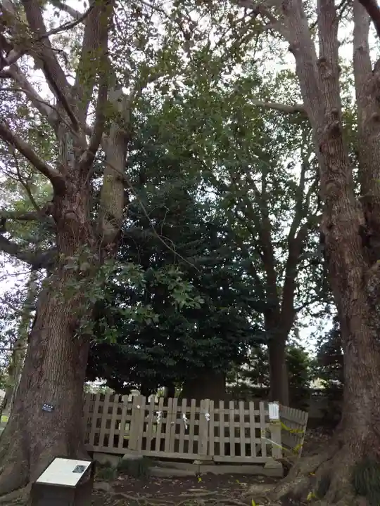 弘道館鹿島神社の自然