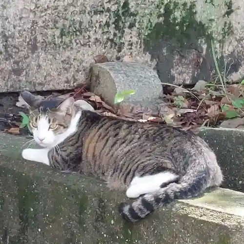 刺田比古神社の動物