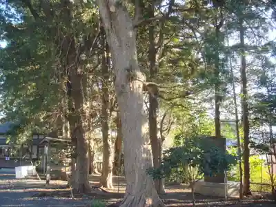 玉前神社の自然