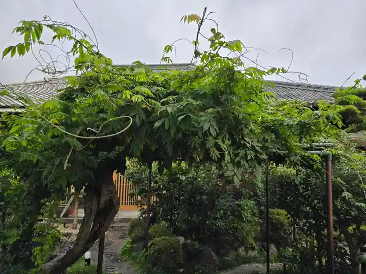 圓通寺(京都府)
