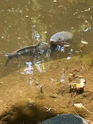 和樂備神社(埼玉県)
