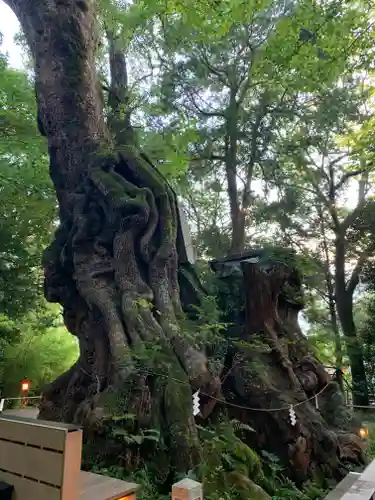 來宮神社の自然