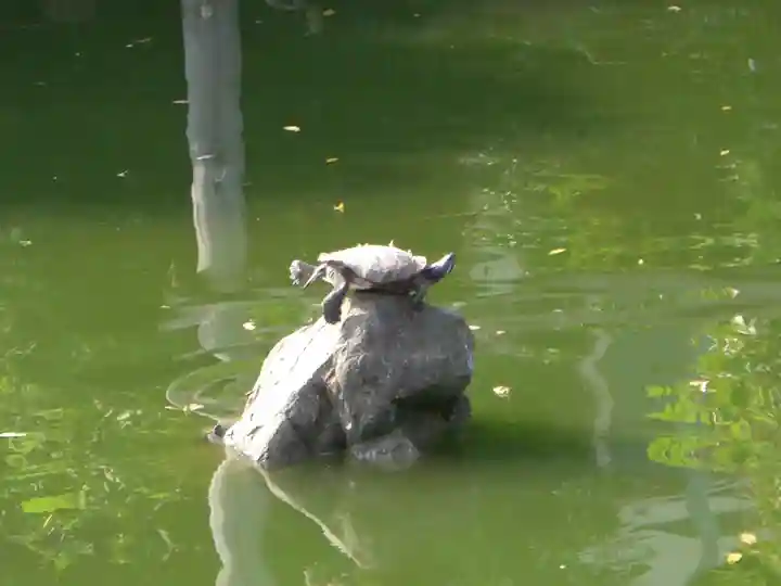 亀戸天神社の動物