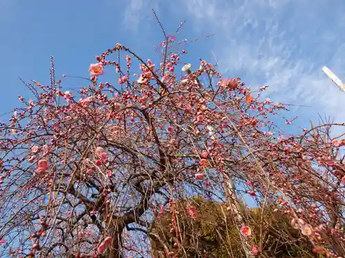 亀戸天神社の自然