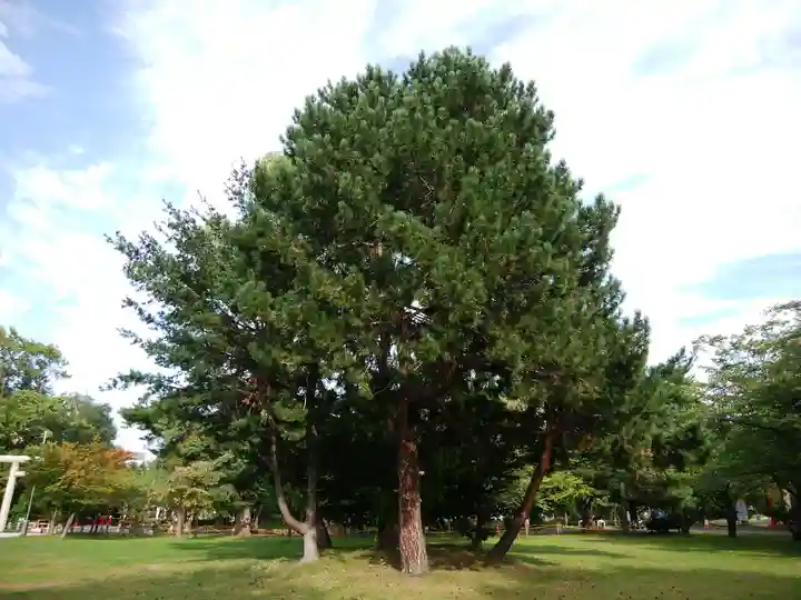 札幌護國神社の自然