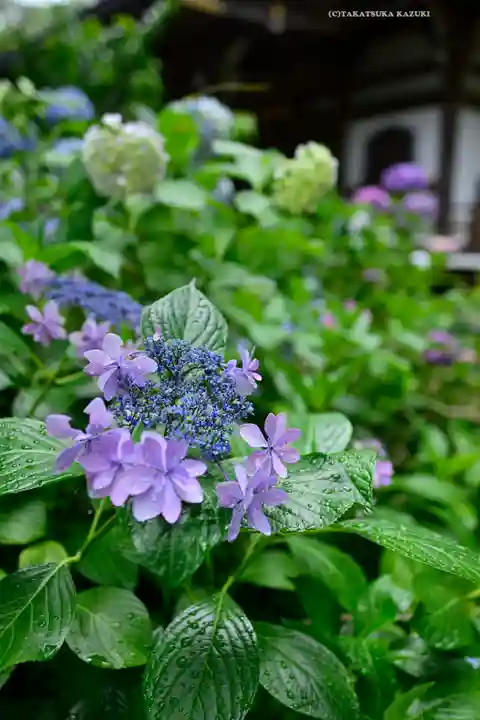妙楽寺(神奈川県)