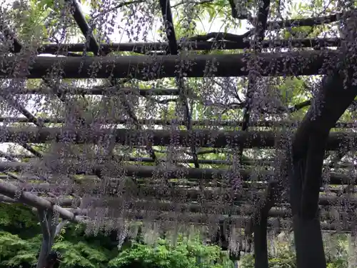 西新井大師総持寺の自然