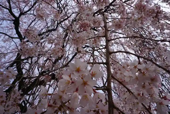 本満寺(本願満足寺)の自然