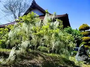 長徳寺の庭園(2021年05月12日(水) 13時32分28秒投稿)