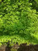 金峯山寺の自然