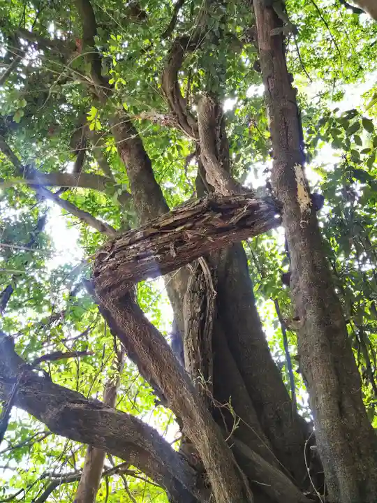由加神社(和気由加神社)の自然
