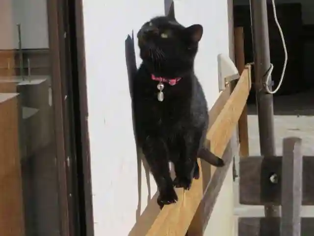 御誕生寺(猫寺)(福井県)