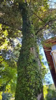 伊勢神宮内宮（皇大神宮）(三重県)