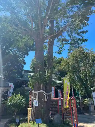 川越八幡宮の自然